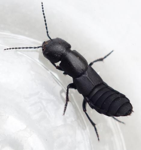 Ocypus sp.